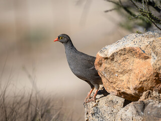 Obraz premium Rotschnabelfrankolin (Pternistis adspersus)