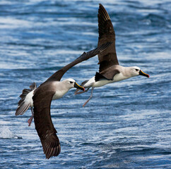 Atlantische Geelsnavelalbatros, Atlantic Yellow-nosed Albatross, Thalassarche chlororhynchos