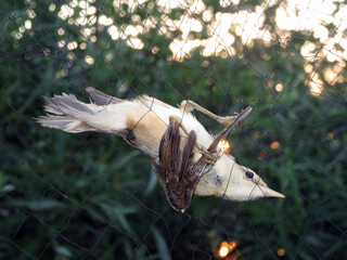 Eurasian Reed Warbler caught in mist nest