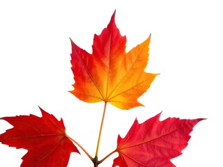 Fototapeta premium Vibrant red maple leaf isolated on a clean white background, fall, maple
