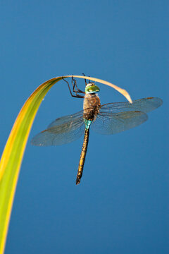 Perched Anax parthenope, Lesser Emperor
