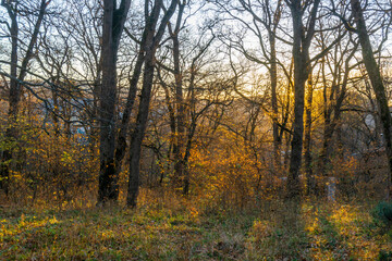 Fototapeta premium The morning sun illuminates the autumn leaves on the trees. Golden colors. Tree trunks and branches