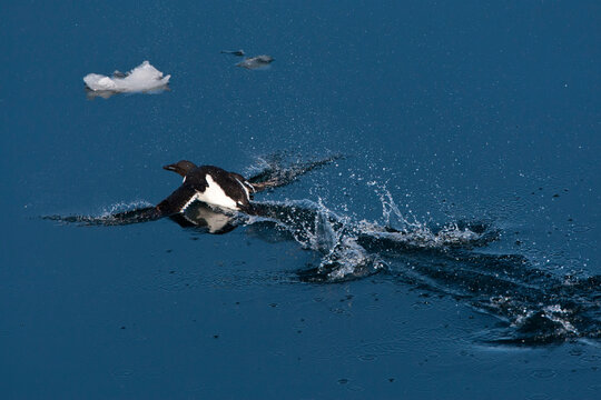 Br&uuml;nnichs Murre, Uria lomvia