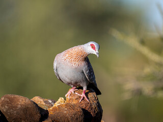 Guineataube (Columba guinea)