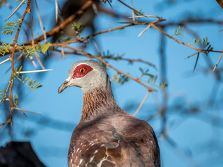 Guineataube (Columba guinea)