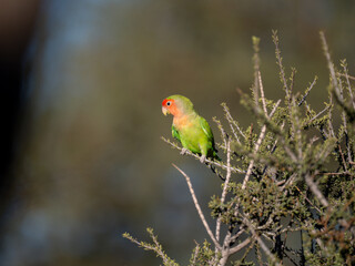 Rosenköpfchen (Agapornis roseicollis)