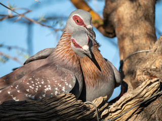 Guineataube (Columba guinea)
