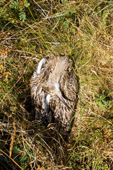 Dead Eurasian Curlew on Texel, Netherlands.
