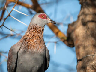 Guineataube (Columba guinea)