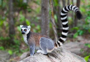 Fototapeta premium Ring-tailed Lemur, Lemur catta, in park anja, Madagascar.