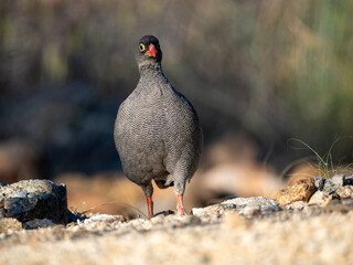 Rotschnabelfrankolin (Pternistis adspersus)