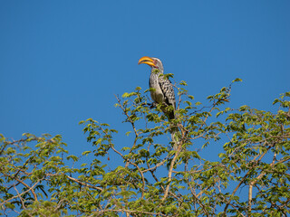 Rotringtoko (Tockus leucomelas) oder  Südlicher Gelbschnabeltoko