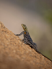 Namibische Felsenagame (Agama planiceps)