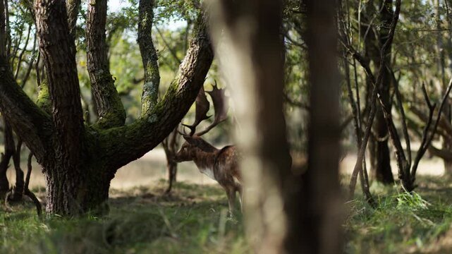European fallow deer buck stands still in forest, slow pan from behind tree