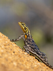 Namibische Felsenagame (Agama planiceps)