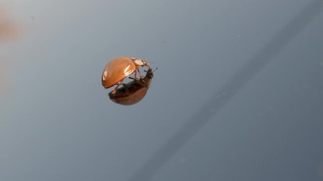 Ladybug Crawling on Windshield in Sunlight.