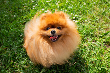 A cheerful Pomeranian spitz dog with a fluffy coat enjoys playing outdoors on a sunny day, surrounded by lush green grass and wildflowers, joy.