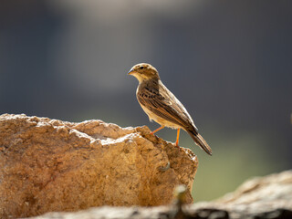 Lerchenammer (Emberiza impetuani)