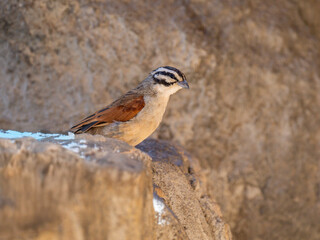 Kapammer (Emberiza capensis)