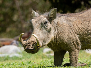 Warzenschwein (Phacochoerus africanus)