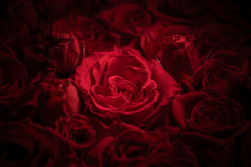 情熱的な赤い薔薇が一面に広がる美しい背景