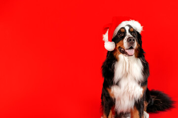 A big funny black Bernese Mountain Dog in a Santa Claus Christmas hat sits on a red background and looks at the camera. The concept of Christmas and New Year. copy space.