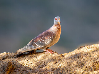 Guineataube (Columba guinea)