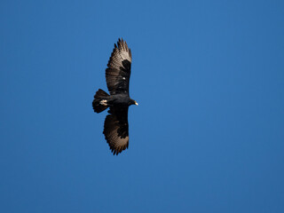 Fototapeta premium Klippenadler (Aquila verreauxii)