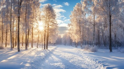Winter landscape frosty trees in winter forest in cold weather. Tranquil winter forest nature under snowfall
