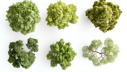 Diverse Tree Canopies - Nature's Crown