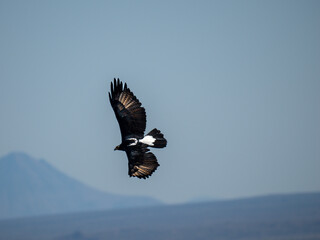 Klippenadler (Aquila verreauxii)