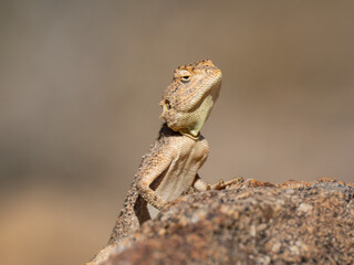 Krötenkopfagame (Agama aculeata)