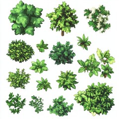 Fototapeta premium Top View Plant Illustrations