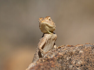 Krötenkopfagame (Agama aculeata)