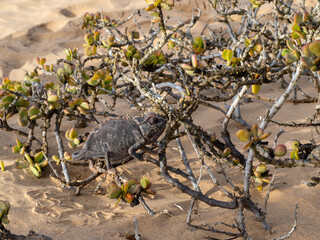 Wüstenchamäleon (Chamaeleo namaquensis)