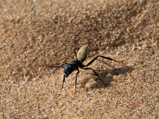 Namib Dünen-Ameise (Camponotus detritus)