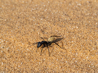 Namib Dünen-Ameise (Camponotus detritus)