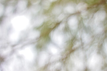 Beautiful blurred pine trees branches and leaves for background with copy space