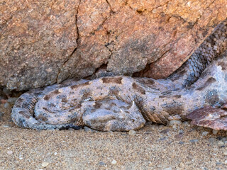 Gehörnte Puffotter (Bitis caudalis)