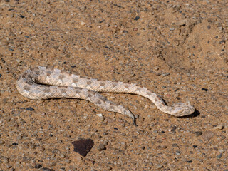 Gehörnte Puffotter (Bitis caudalis)