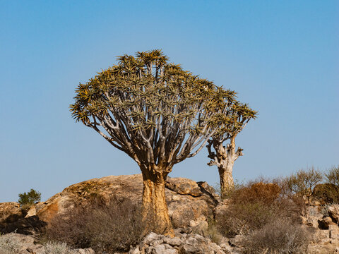 namibia, s&uuml;dliches afrika, tiere, reise, beobachtungen, natur, tierwelt, nationalparks, v&ouml;gel, erongo  