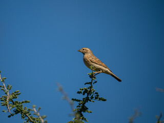 Lerchenammer (Emberiza impetuani)