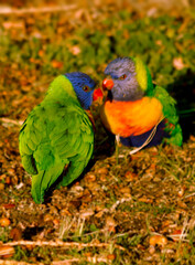 Pair of Rainbow Lorikeets