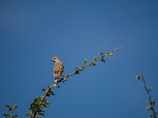 Angolagirlitz (Crithagra atrogularis)