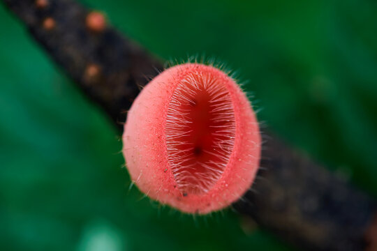 Close-up view of red Cookeina&nbsp; tricholoma (Mont.) Kuntze. Mushroom