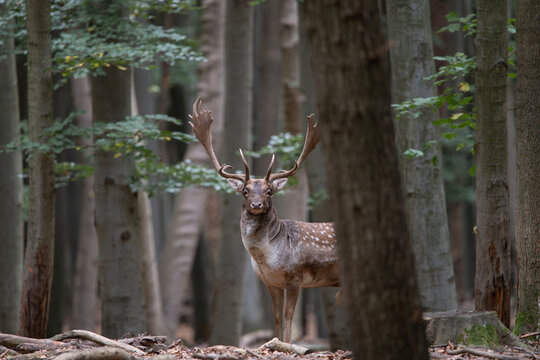 Dama dama and an important period of the year, the female rut.