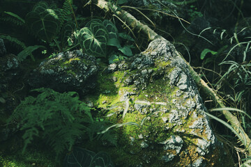 苔の生えた日影の植物たち