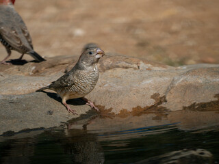 Rotkopfastrild (Amadina erythrocephala)