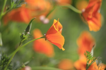 初夏の花