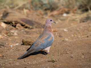 Senegaltaube, Palmtaube (Spilopelia senegalensis)